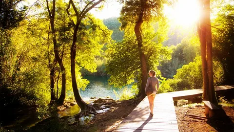 Peaceful Forest Walk