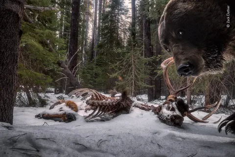 Forest Wildlife Photography