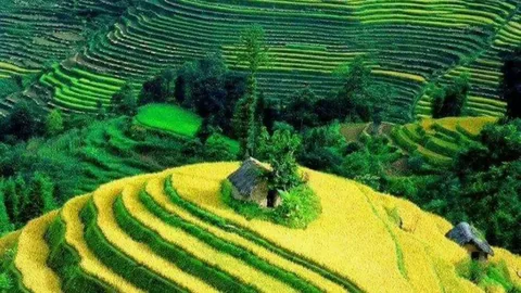 Beautiful Green Fields